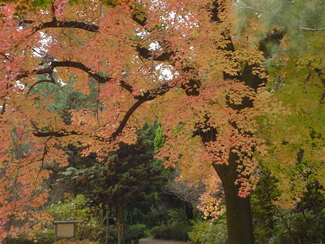 夜の紅葉（京都）_e0048391_8465253.jpg