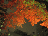 d0014408_13153256.gif