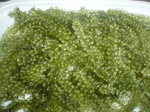 e0079433_0205322.jpg