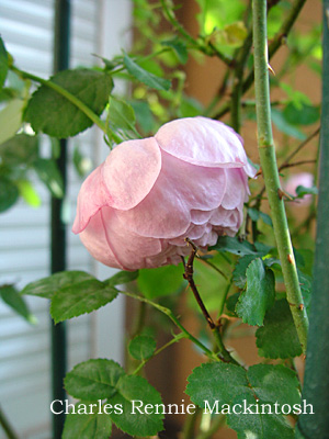 e0001735_23292376.jpg