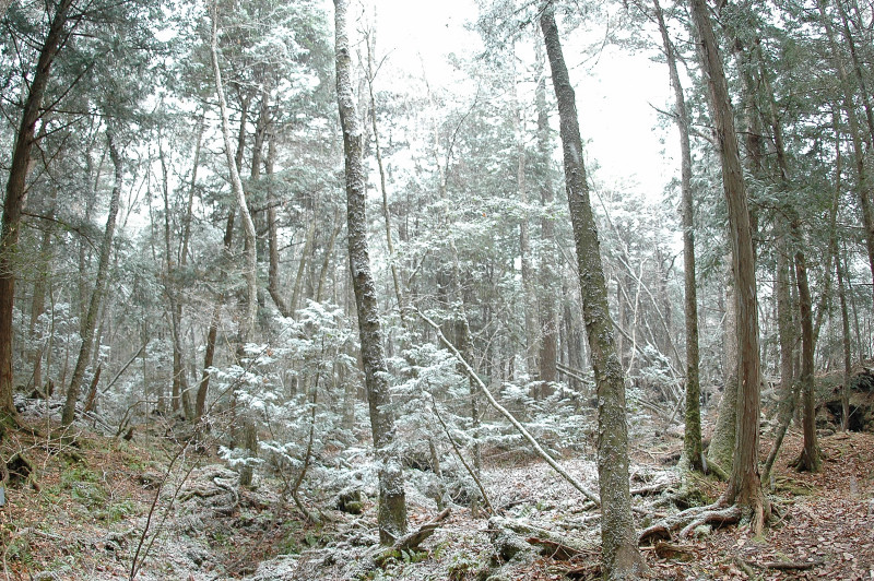 樹海で初雪_c0039145_18362234.jpg