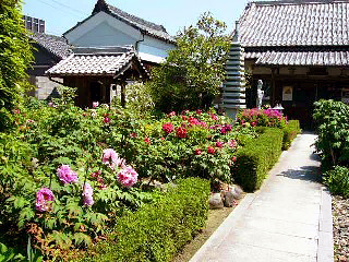 ぼたん寺_c0065774_21445891.jpg