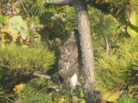 ■鳥類園最新情報(05.12.03~04)_e0046474_111414.jpg