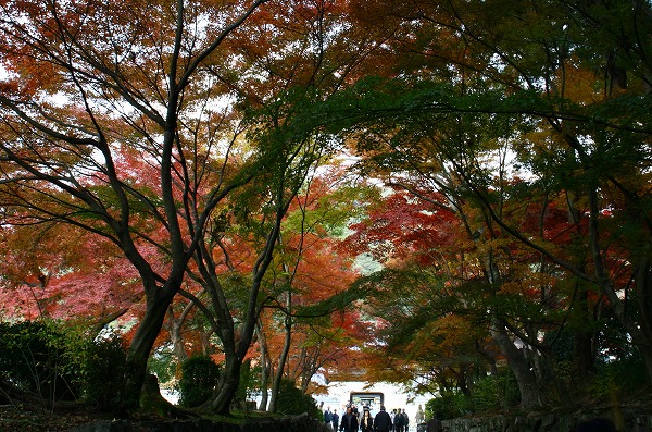 宇治　興聖寺_c0069684_23413080.jpg