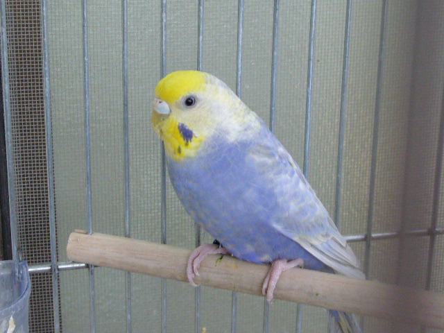 写真 Silk Bird World From Japan 愛情込めて育てた小鳥をあなたの家族の一員へ 写真 Silk Bird World From Japan 愛情込めて育てた小鳥をあなたの家族の一員へ