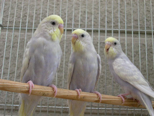 写真 Silk Bird World From Japan 愛情込めて育てた小鳥をあなたの家族の一員へ 写真 Silk Bird World From Japan 愛情込めて育てた小鳥をあなたの家族の一員へ