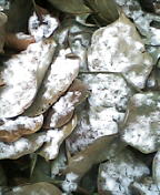 d0032405_794819.jpg