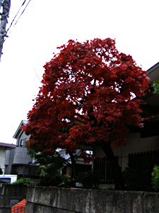 e0066210_16282.jpg