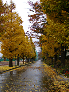 e0066210_171064.jpg