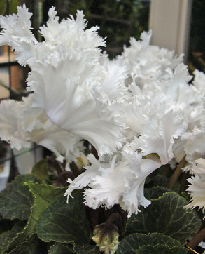 a0001354_20115738.jpg