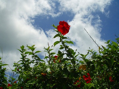 e0057760_745348.jpg