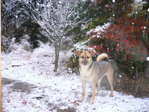 2005年１２月６日（火）　雪やこんこ_a0063364_745096.jpg