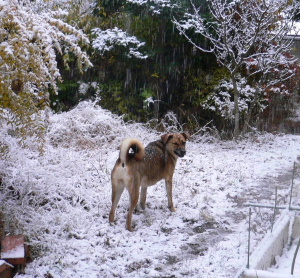 2005年１２月６日（火）　雪やこんこ_a0063364_7495837.jpg