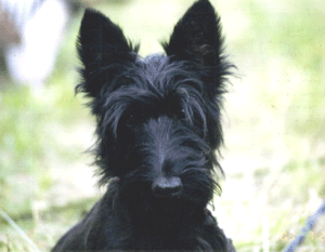 b0052564_1003125.gif