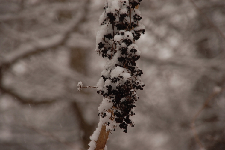 雪を被る草木の実_d0056382_18425561.jpg