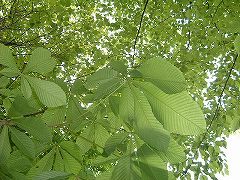 e0070891_20465872.jpg