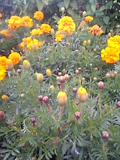 c0037701_22222691.jpg