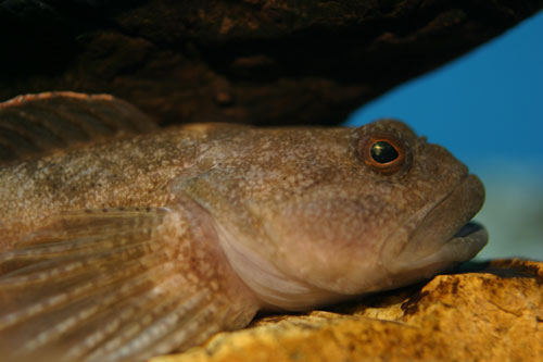 淡水の硬骨魚 カジカ 水族館ふりーく 淡水の硬骨魚 カジカ 水族館ふりーく