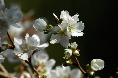 四季桜の花_a0029530_22413437.jpg