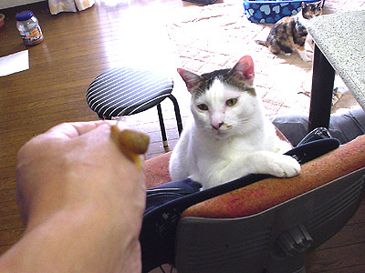 新しい家族?_a0028451_19545213.jpg
