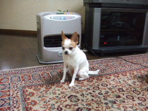 e0040602_21463355.jpg