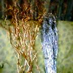 a0040103_2152051.jpg