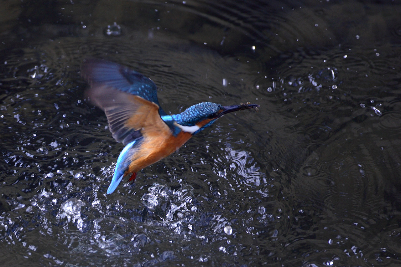 寒空の野鳥Ⅱ(昨日の続き）_a0048904_16162093.jpg