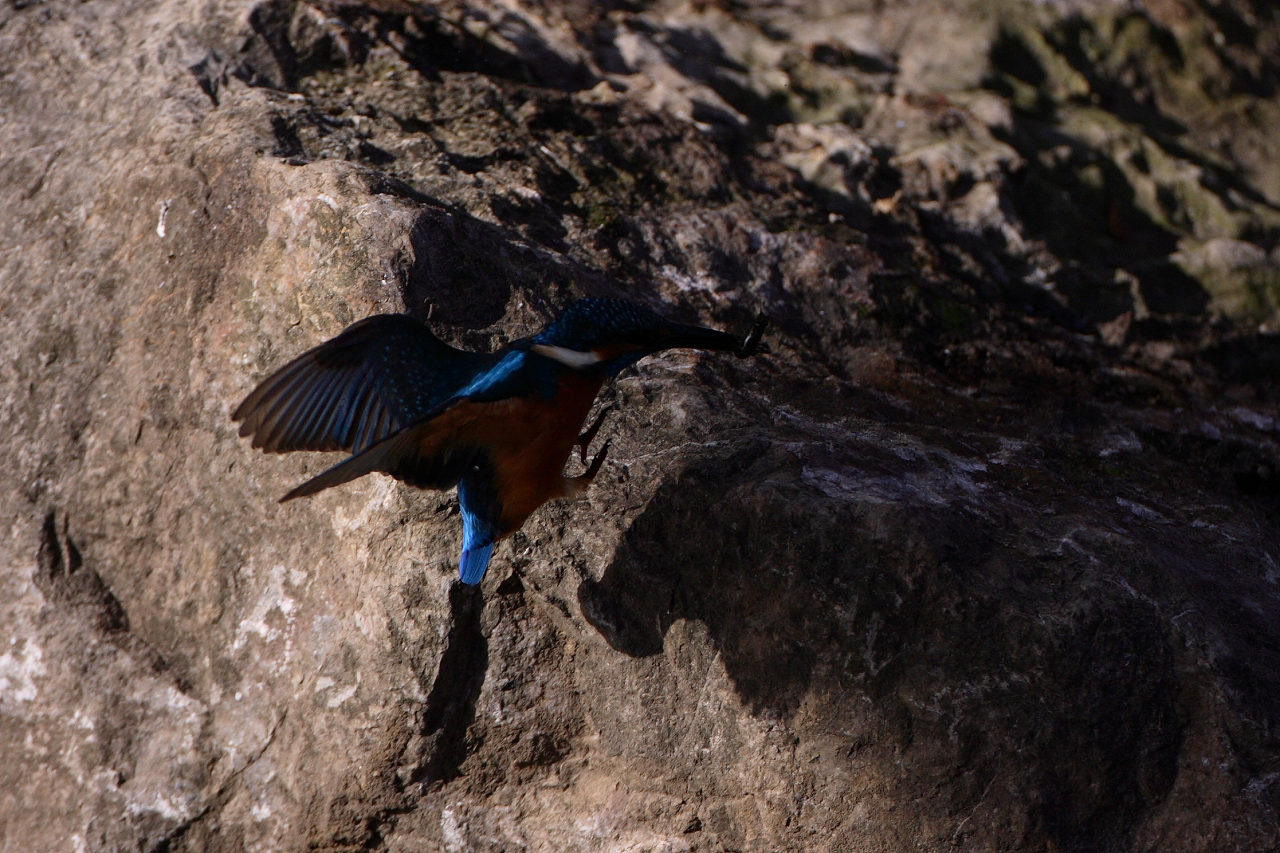 寒空の野鳥Ⅱ(昨日の続き）_a0048904_16164314.jpg