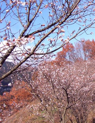 桜山の寒桜_c0073016_0403061.jpg