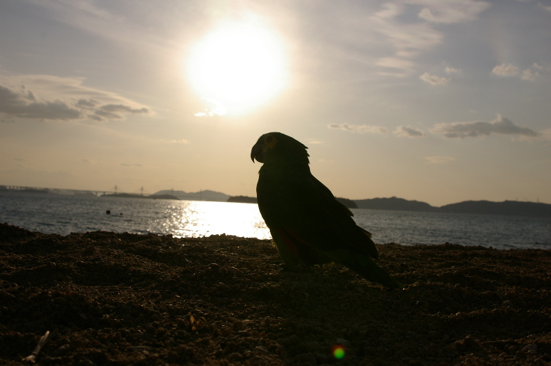 １２月３日　瀬戸大橋と夕日_a0009554_1935193.jpg