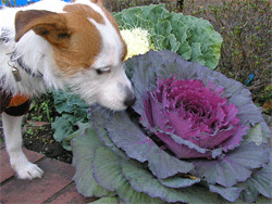 b0065067_1441939.gif