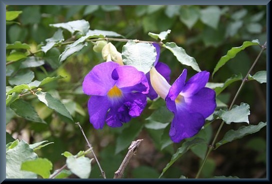 タイの花 ８ コダチヤハズカズラ えるだま 世界の国から