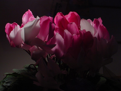 c0049902_1955341.jpg