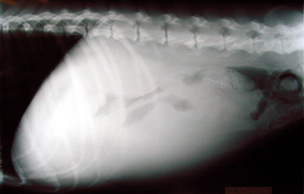 e0001906_20254138.jpg
