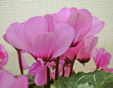 a0001354_1924333.jpg