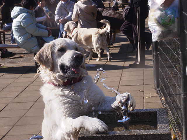 ●ちょこっと駒沢公園のドックランへ_c0035931_1719413.jpg