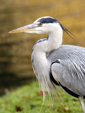 公園で見た鳥たち_c0059235_959195.jpg