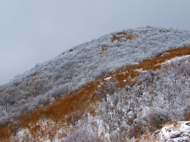 鶴見山の霧氷　１２月７日_c0012140_2174282.jpg