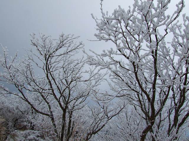 鶴見山の霧氷　１２月７日_c0012140_2181429.jpg