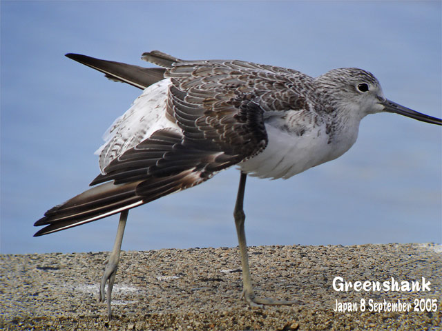 アオアシシギ　２　　Greenshank 2_c0071489_22582633.jpg