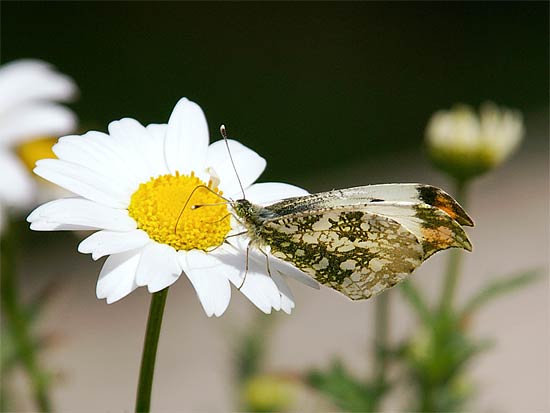 d0001300_1145272.jpg