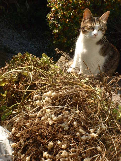 125）ちょろぎの収穫 : ミケの「畑へ行こう！」