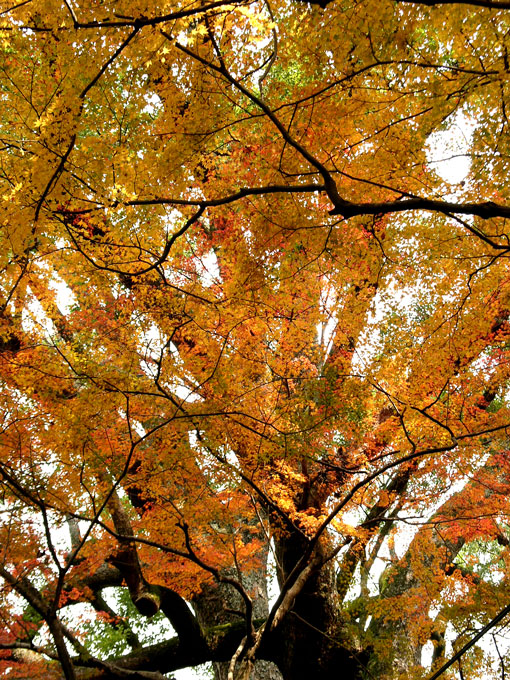 仁比山神社の紅葉（7）_c0014538_10423897.jpg