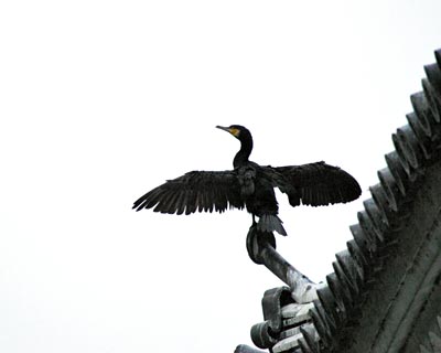 e0035757_2013499.jpg