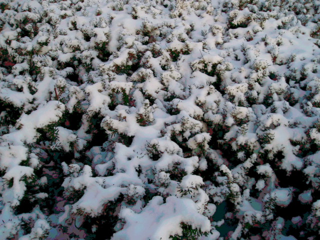 c0037103_1374228.jpg