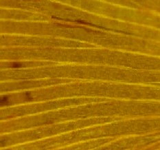 黄金の化石 銀杏 Botanic Journal 植物誌