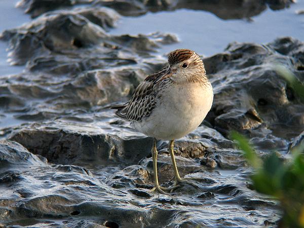 ア行の鳥たち　その3_f0016139_9115924.jpg