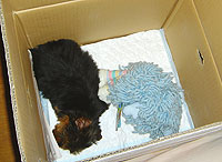 c0024345_3154056.jpg