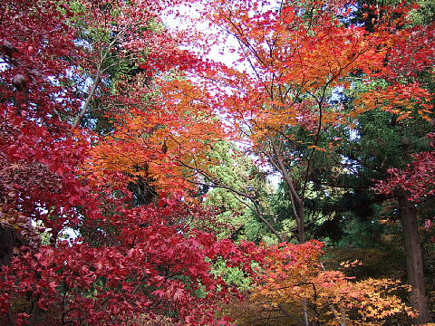 紅葉の高尾山（３）　頂上からもみじ台へ_b0053765_16225577.jpg