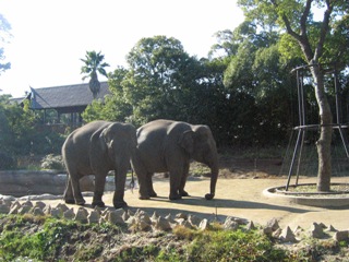 横浜ズーラシア動物園_d0033665_11101190.jpg